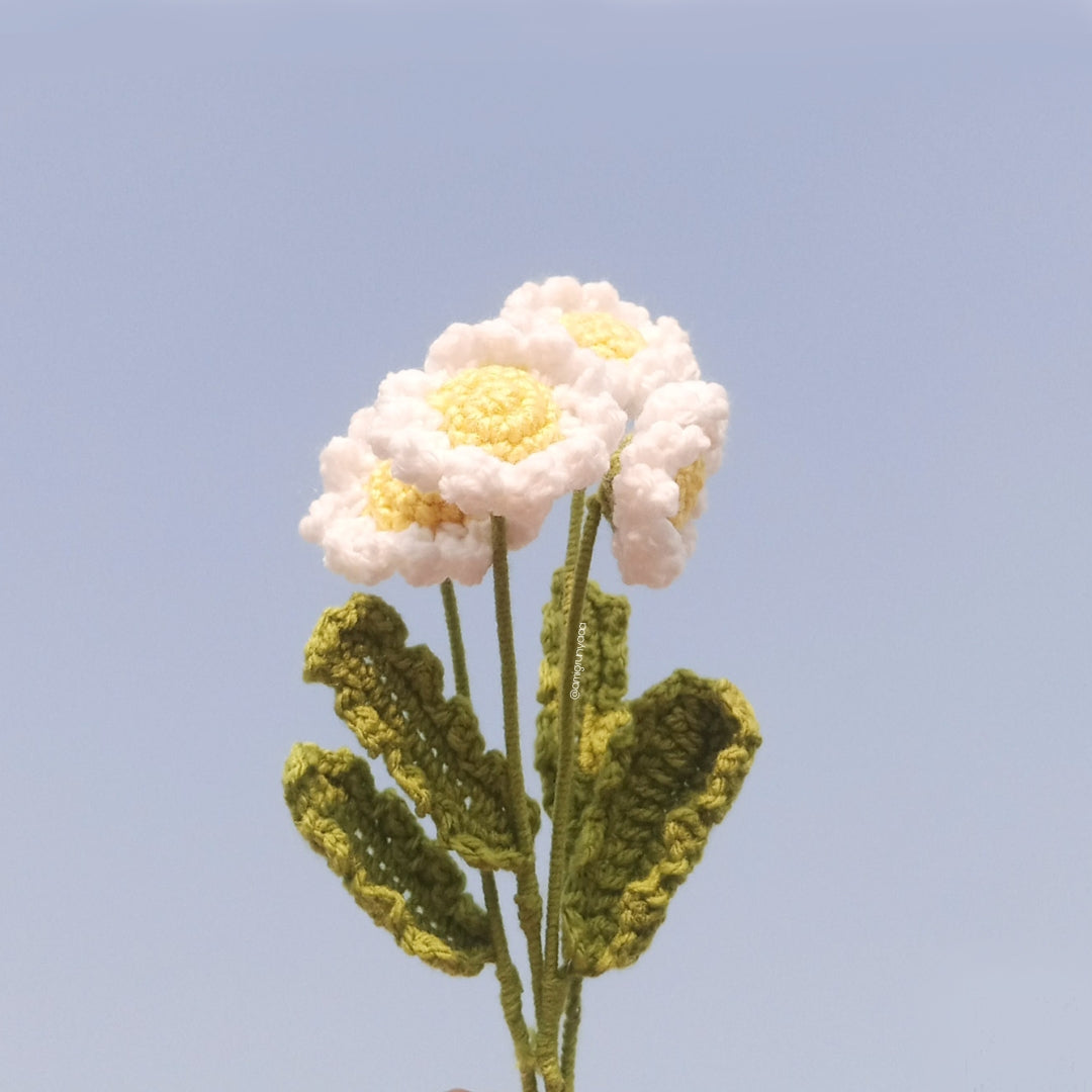 White Daisy