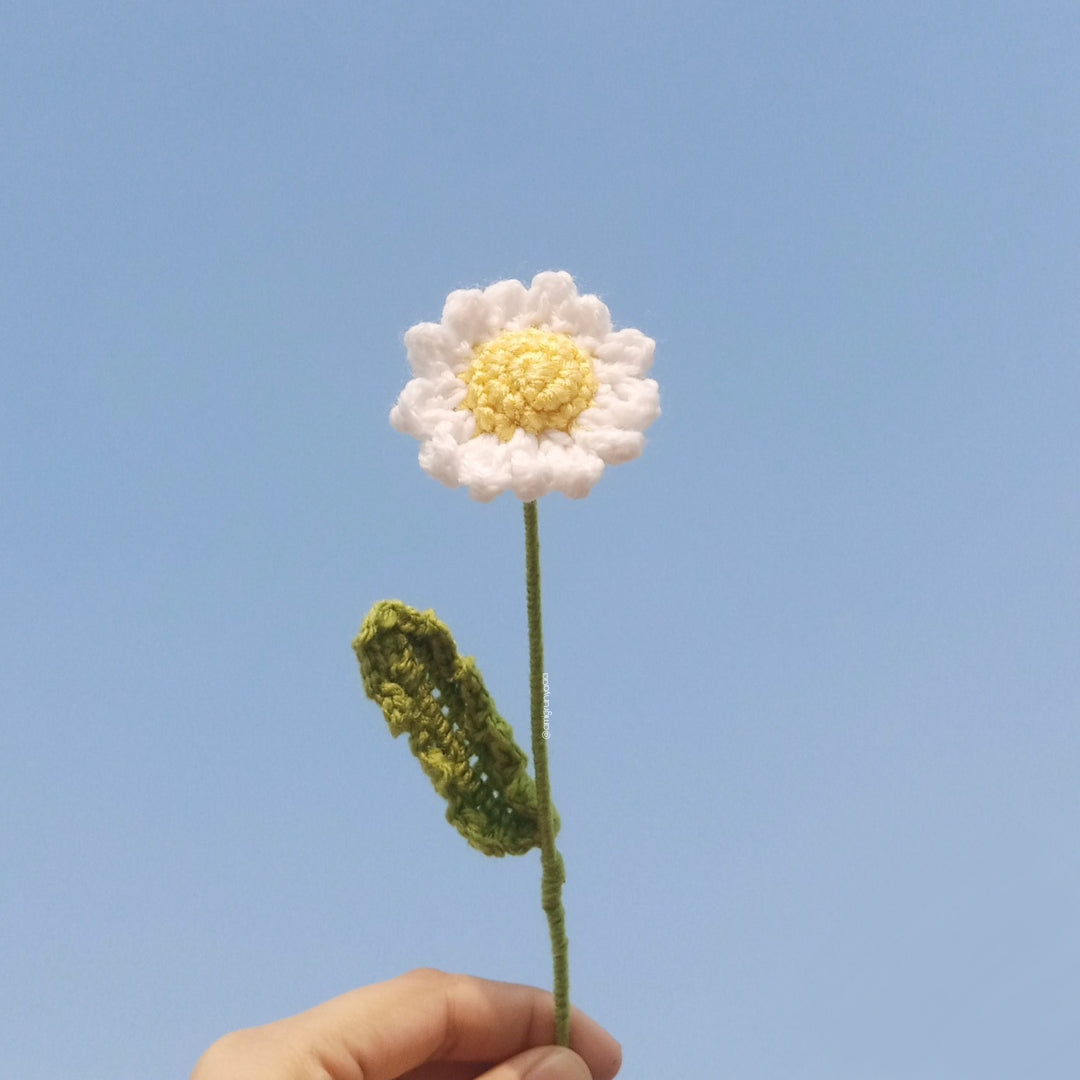White Daisy